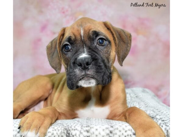 Boxer--Male---Petland Fort Myers, Florida