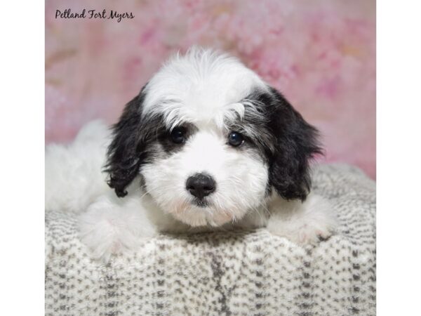 Coton De Tulear--Female---Petland Fort Myers, Florida