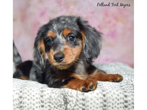 Dachshund--Female---Petland Fort Myers, Florida