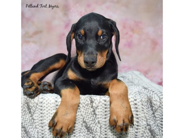 Doberman Pinscher--Male---Petland Fort Myers, Florida