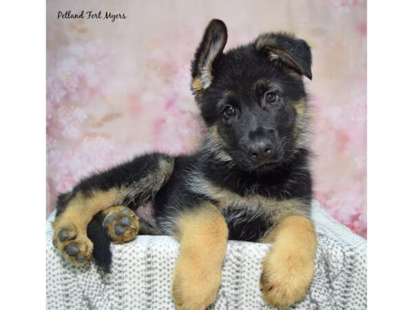 German Shepherd--Male---Petland Fort Myers, Florida