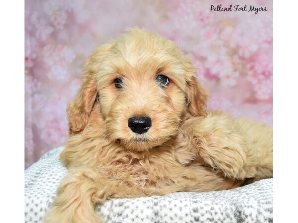 Goldendoodle Mini--Male---Petland Fort Myers, Florida