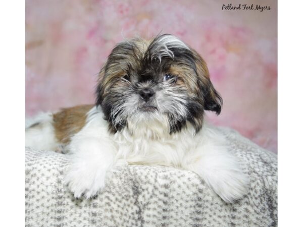Shih Tzu--Male---Petland Fort Myers, Florida