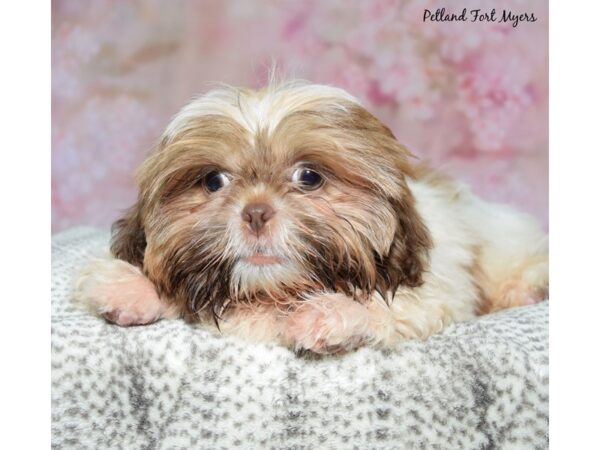 [#23667] Liver & White Male Shih Tzu Puppies for Sale