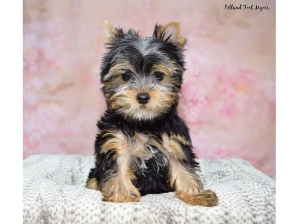 [#23668] Black / Tan Male Yorkshire Terrier Puppies for Sale