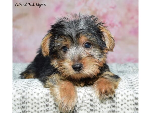 [#23669] Black & Tan Male Yorkshire Terrier Puppies for Sale