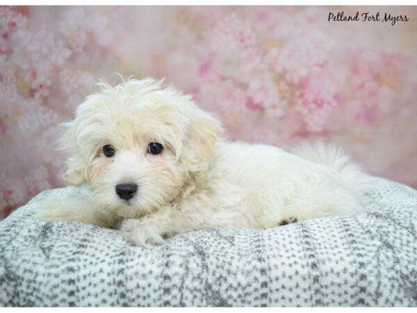 [#23520] Cr Male Malti-Poo Puppies for Sale