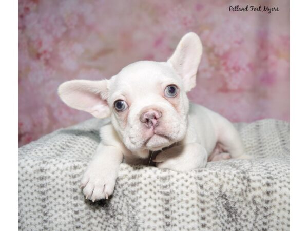 [#23532] Cr Male French Bulldog Puppies for Sale