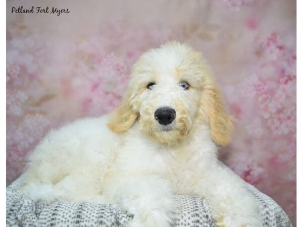 [#23595] Cream Female Standard Poodle Puppies for Sale