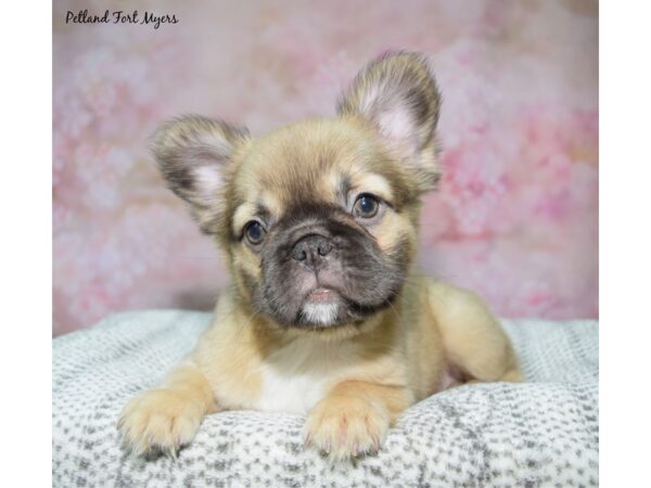 [#23618] Fawn Female Fluffy French Bulldog Puppies for Sale