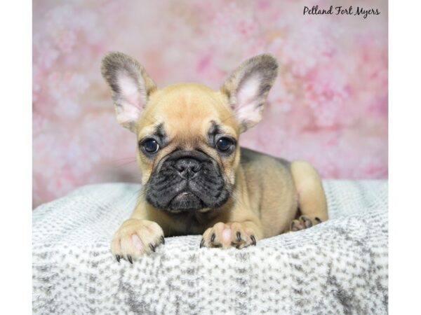 [#23617] Fawn Male French Bulldog Puppies for Sale
