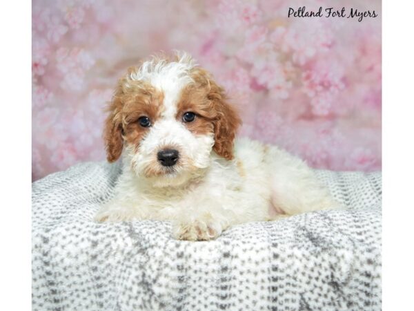 [#23615] Red & White, Parti Male Poodle Mini/Goldendoodle Puppies for Sale