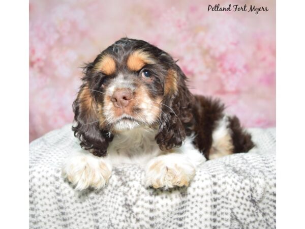 [#23609] Chocolate & White Female Cocker Spaniel Puppies for Sale