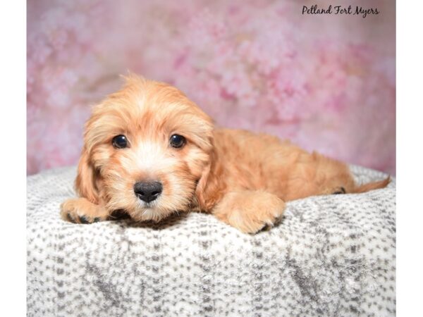 [#23607] Red Male Cavapoo Puppies for Sale