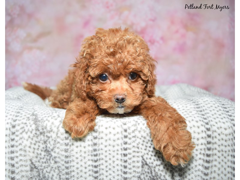 Shih-Poo (Shih Tzu/Poodle) - 23603 Image #1