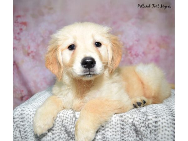 [#23602] Golden Female Golden Retriever Puppies for Sale