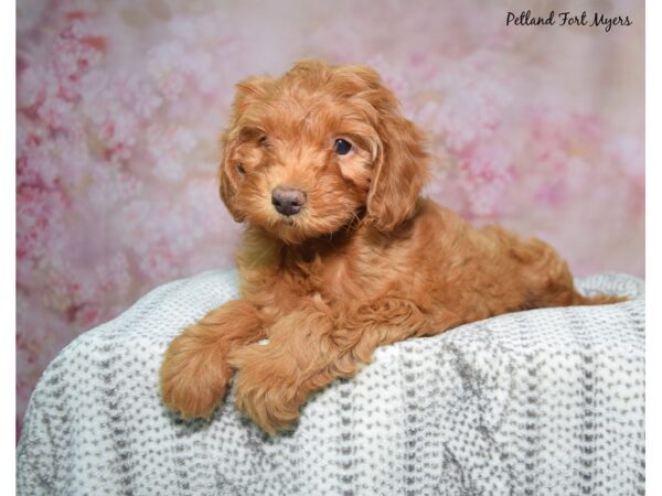 [#23634] Red Female Aussiepoo Puppies for Sale