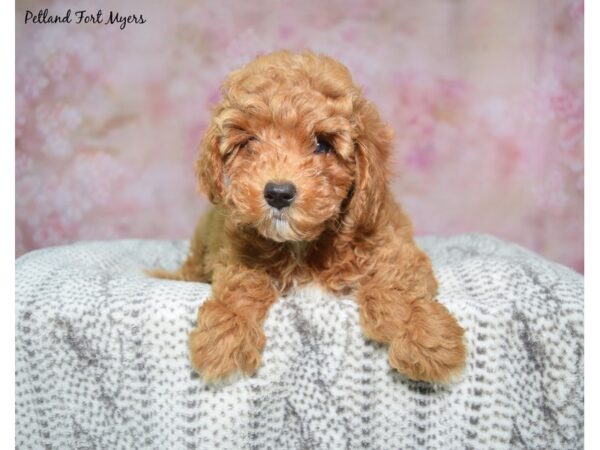 [#23633] Red Female Aussiepoo Puppies for Sale
