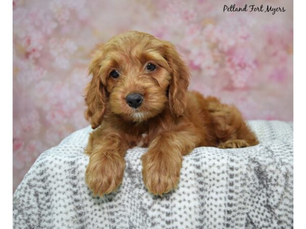 [#23632] Red Female Cockapoo Puppies for Sale