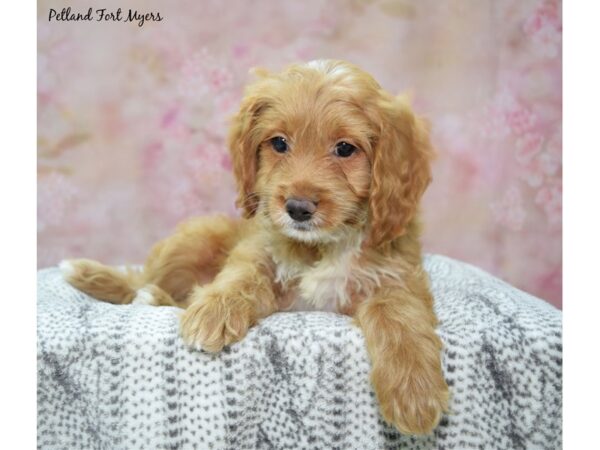 [#23631] Red Male Cockapoo Puppies for Sale