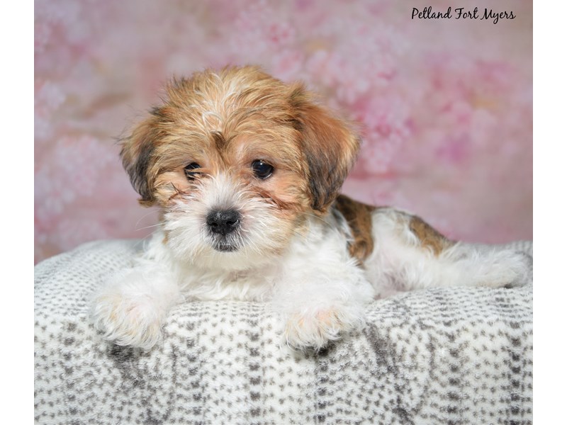 Shorkie - 23630 Image #1