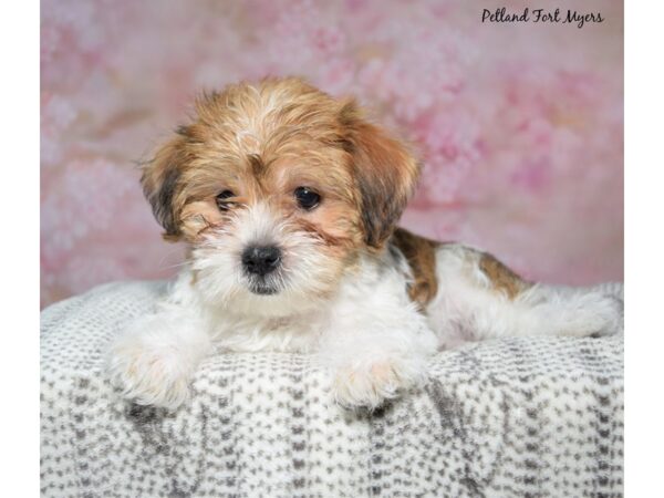 Shorkie--Female---Petland Fort Myers, Florida