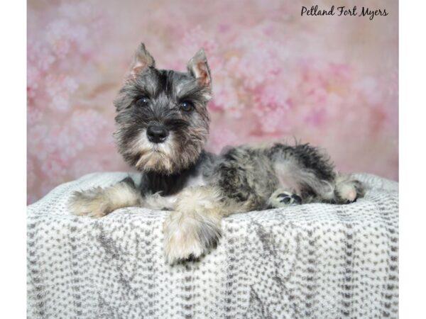 [#23627] Salt & Pepper Female Miniature Schnauzer Puppies for Sale
