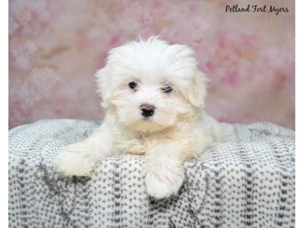 [#23626] Wh Female Maltese Puppies for Sale