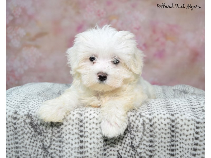Maltese - 23626 Image #1