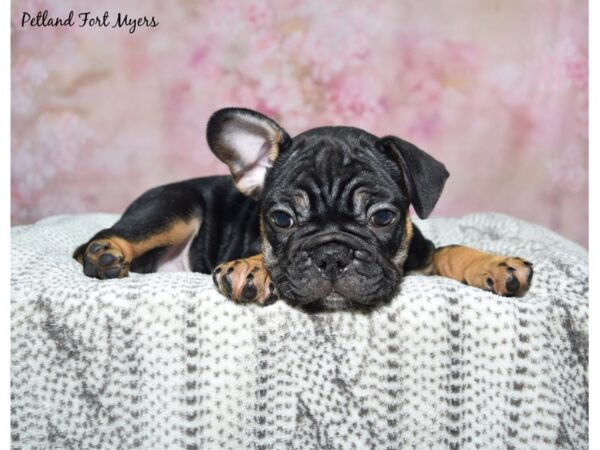 French Bulldog--Male---Petland Fort Myers, Florida