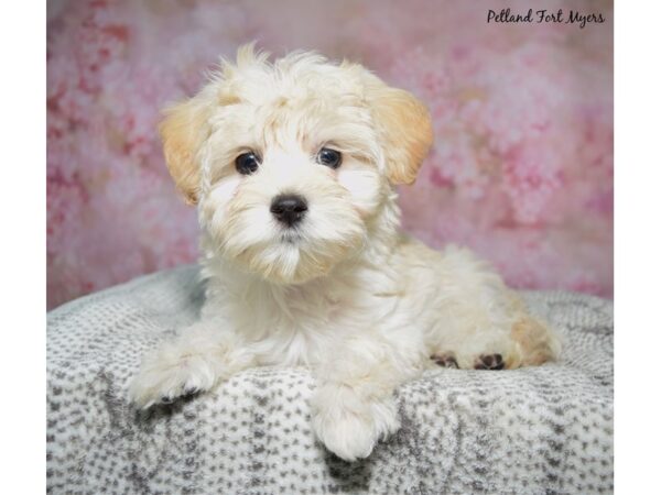 [#23646] Tan Female Maltipoo Puppies for Sale