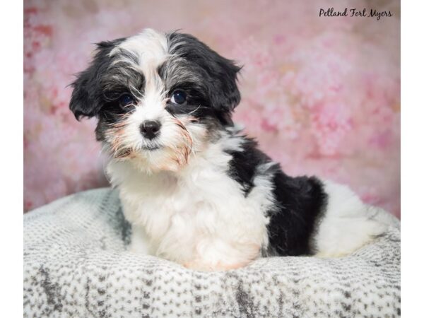 Malshi--Female---Petland Fort Myers, Florida