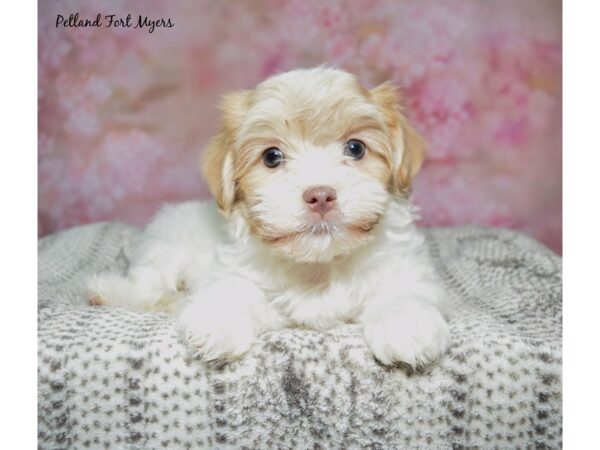 Havanese--Male---Petland Fort Myers, Florida