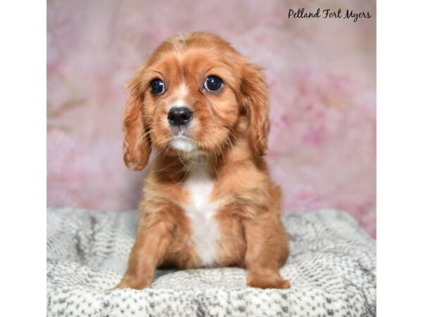 Cavalier King Charles Spaniel--Female---Petland Fort Myers, Florida
