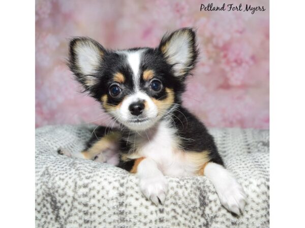 [#23655] Black / White Female Chihuahua Puppies for Sale