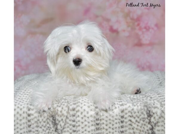 [#23661] White Male Maltese Puppies for Sale