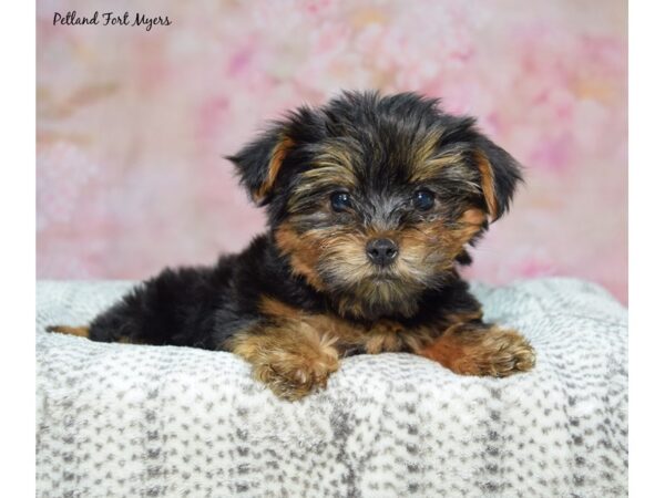 Morkie (Maltese/Yorkshire Terrier)--Male---Petland Fort Myers, Florida