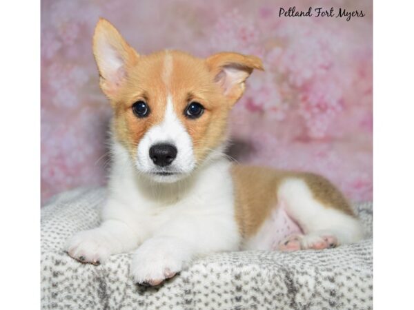 [#23663] Br & Wh Male Pembroke Welsh Corgi Puppies for Sale