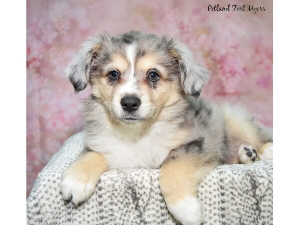 [#23670] Blue Merle Male Miniature Australian Shepherd Puppies for Sale