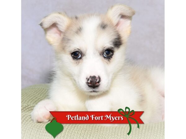 Pomski--Male---Petland Fort Myers, Florida