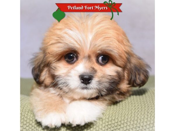 Lhasa Apso--Male---Petland Fort Myers, Florida