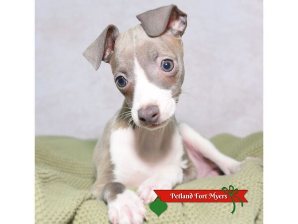 Italian Greyhound--Female---Petland Fort Myers, Florida