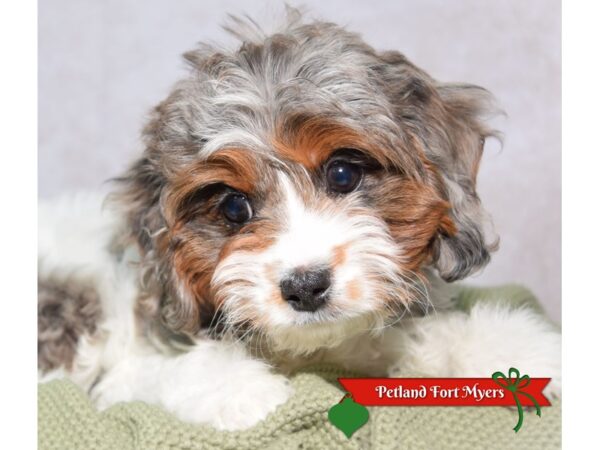 Cavapoo--Female---Petland Fort Myers, Florida