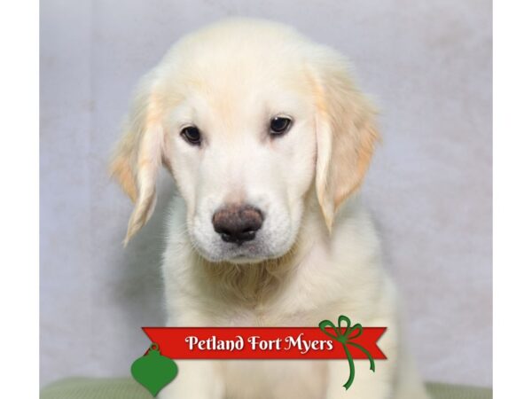 Golden Retriever--Female---Petland Fort Myers, Florida