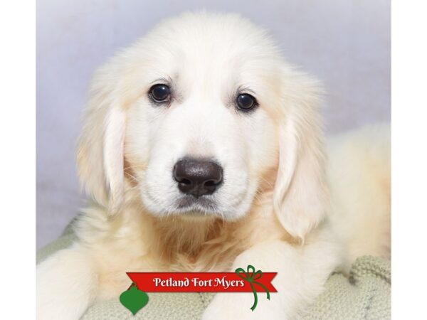 Golden Retriever--Female---Petland Fort Myers, Florida