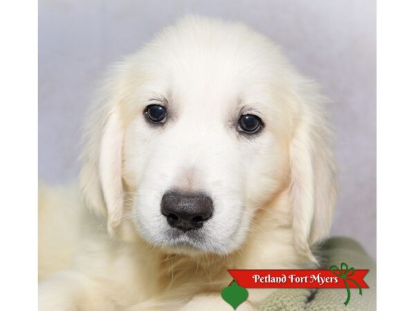 Golden Retriever--Male---Petland Fort Myers, Florida