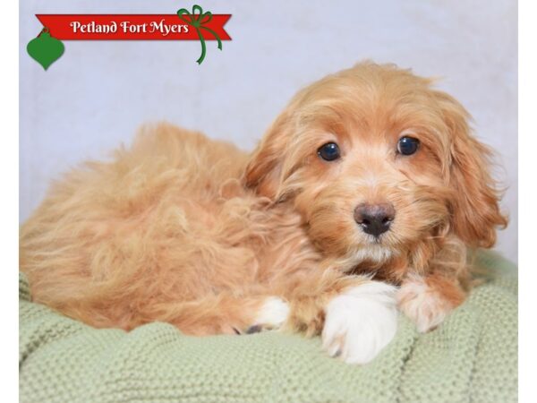 [#23687] Red Female Cockapoo Puppies for Sale