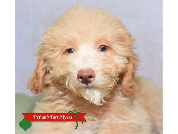 [#23686] Red Female Cockapoo Puppies for Sale