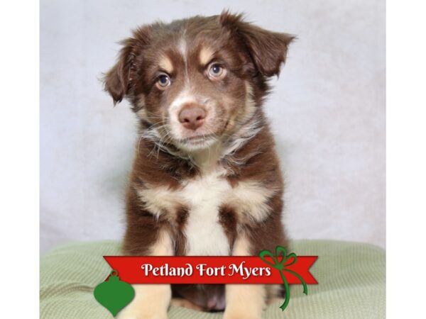 Miniature Australian Shepherd--Male---Petland Fort Myers, Florida