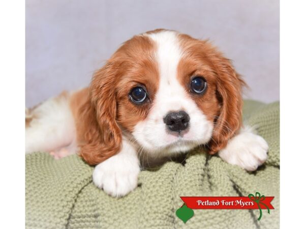 Cavalier King Charles Spaniel--Male---Petland Fort Myers, Florida